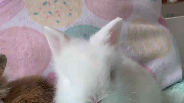 cutest bunnies babies you will see today