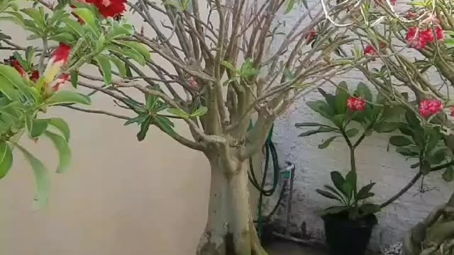 Adenium bonsai