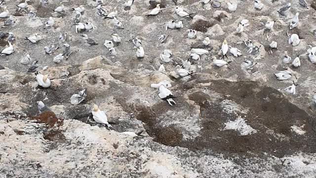 Gannet mother bully