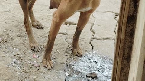 Doggy on the door