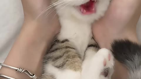 Funny short cat video #shot # funny cat #funny animal #funny pâté # animal funny video