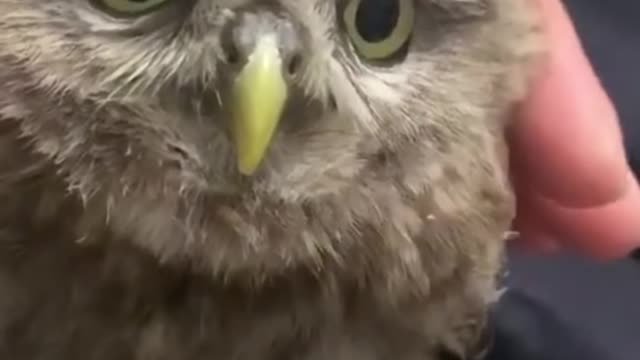 Funniest Animal videos of 2022.
