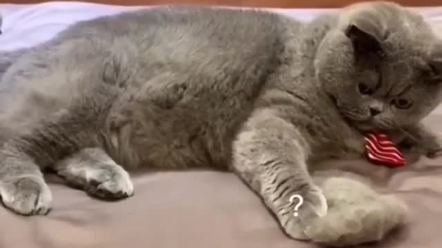 🔥Funniest Dogs Videos - Best Funny Animal Videos 2022🔥