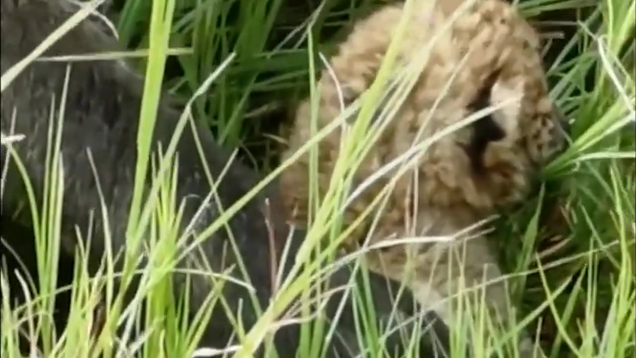 Baboon Catch Leopard To Feed On It !!