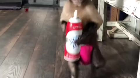 Monkey and Whip Cream Part 3/3