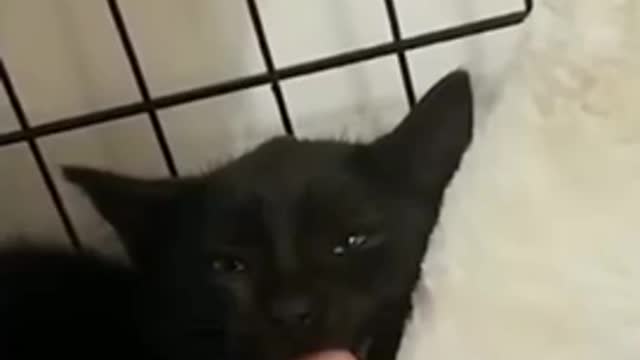 Funny animals🔥