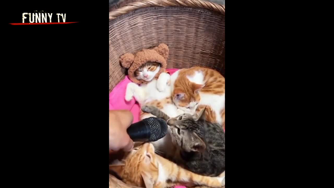 ๐๐น ๐ถ๐คฃ #Shorts #baby #Cats #Cute #Funny #Cat #Videos #Compilation #funny #funnyvideo #animals #dog