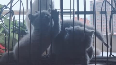 FUNNY CAT