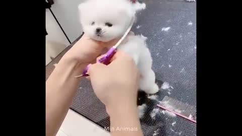 baby dog cute and funny video