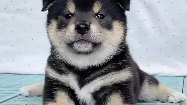 dog who likes to play with people