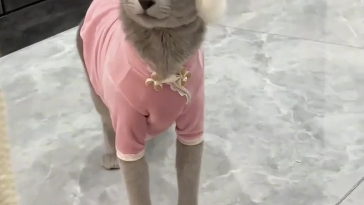 Some kittens can tell at a glance that they are girl