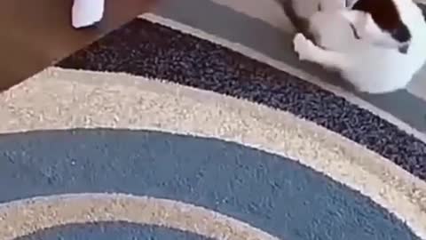 baby play with cats