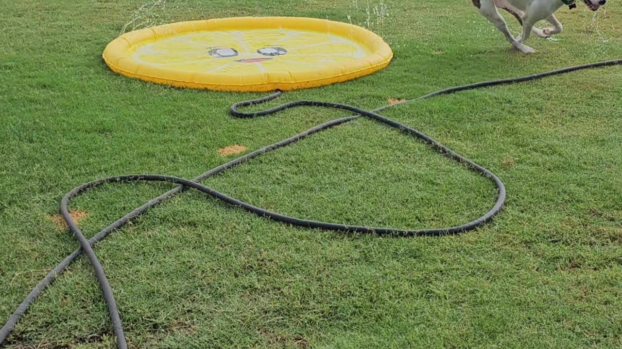 Vinny's last moments with his splash pad!