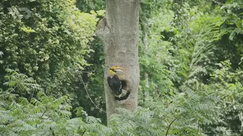 Beruang Madu: Pemburu Madu Berlidah Panjang