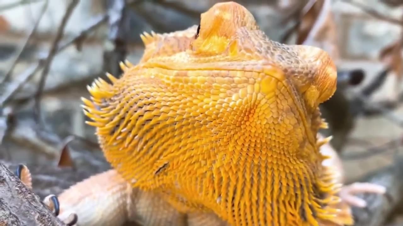 Unveiling the Enchanting World of Bearded Dragons 10 facts you never know