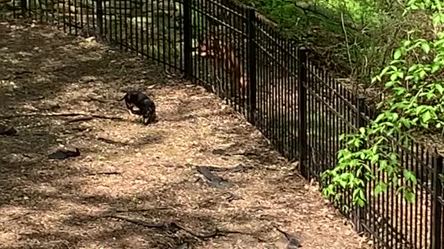 New Iron Fence Doesn't Stop Dog from Escaping