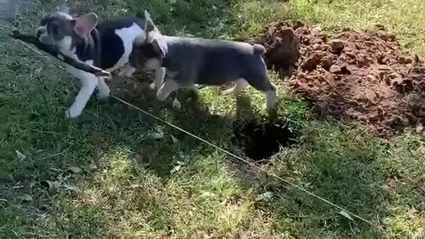 Frenchie Puppies Playing Fall into a Hole