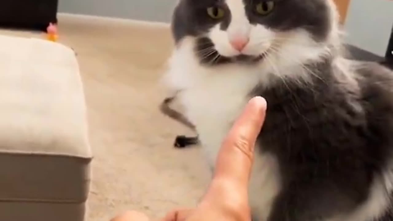 Cute Cat Annoying to Owner - Funny Cat Videos 🐾