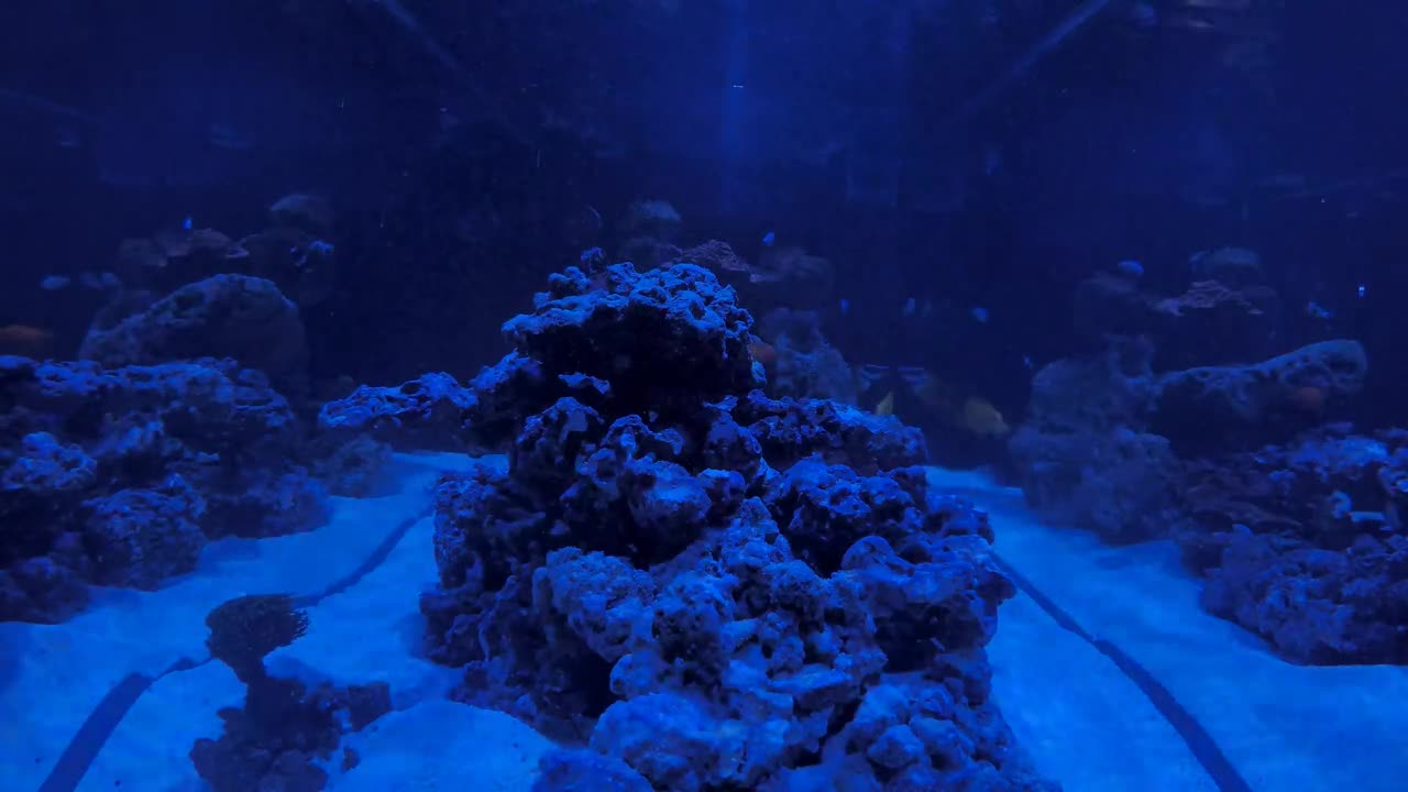 【4K】Aquarium with white noise fish tank for night time