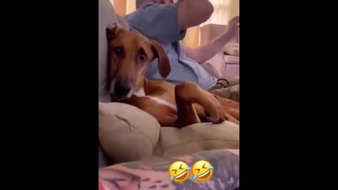 Funny animals videos.