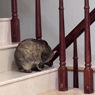 Cat bites his own tail @SuperElephantX