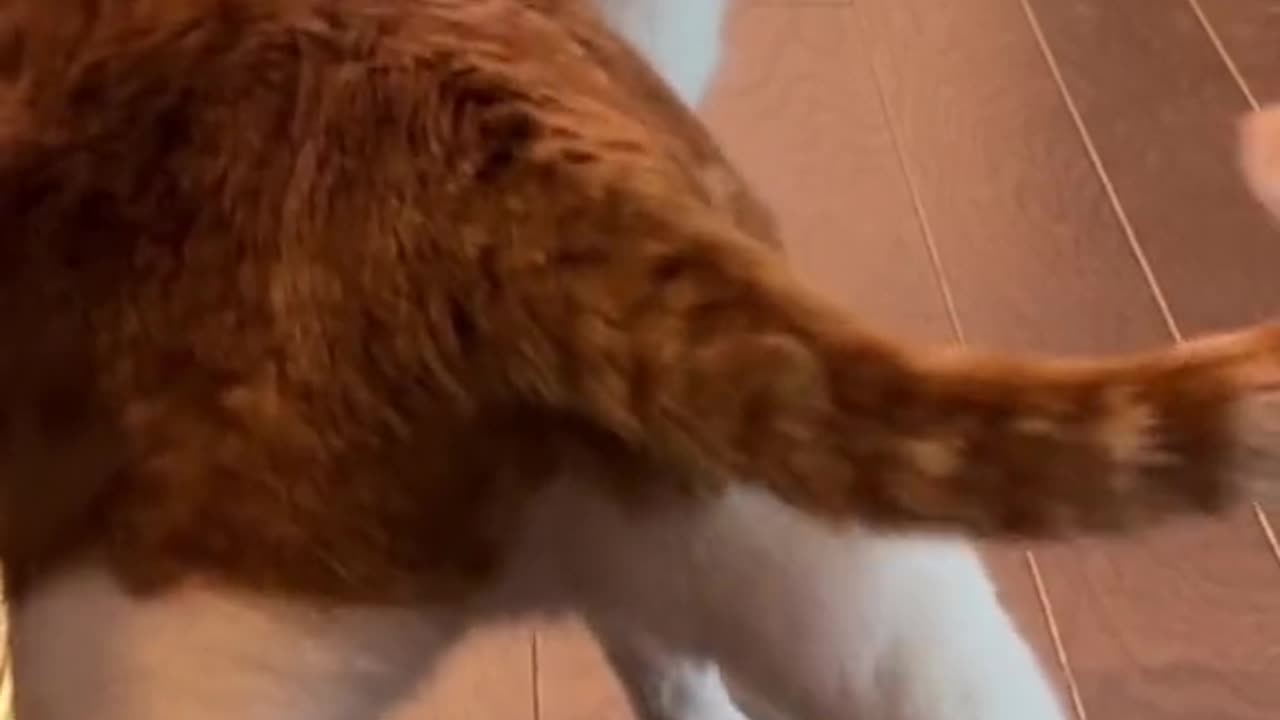 Bounce cat