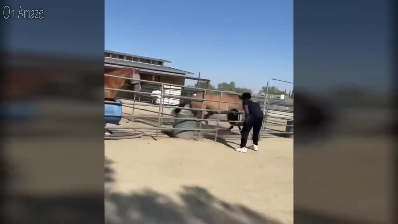 10 Deadly Horse Kicks Made The Dog Crazzyyyy