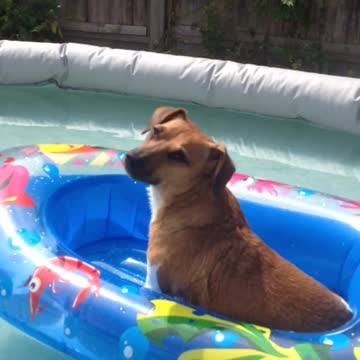 Jack Russell loving his boat