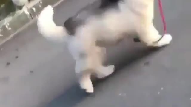 funny & cute animals