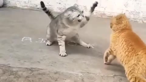 A cat fight