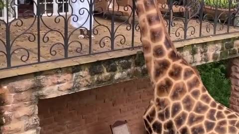 Giraffe