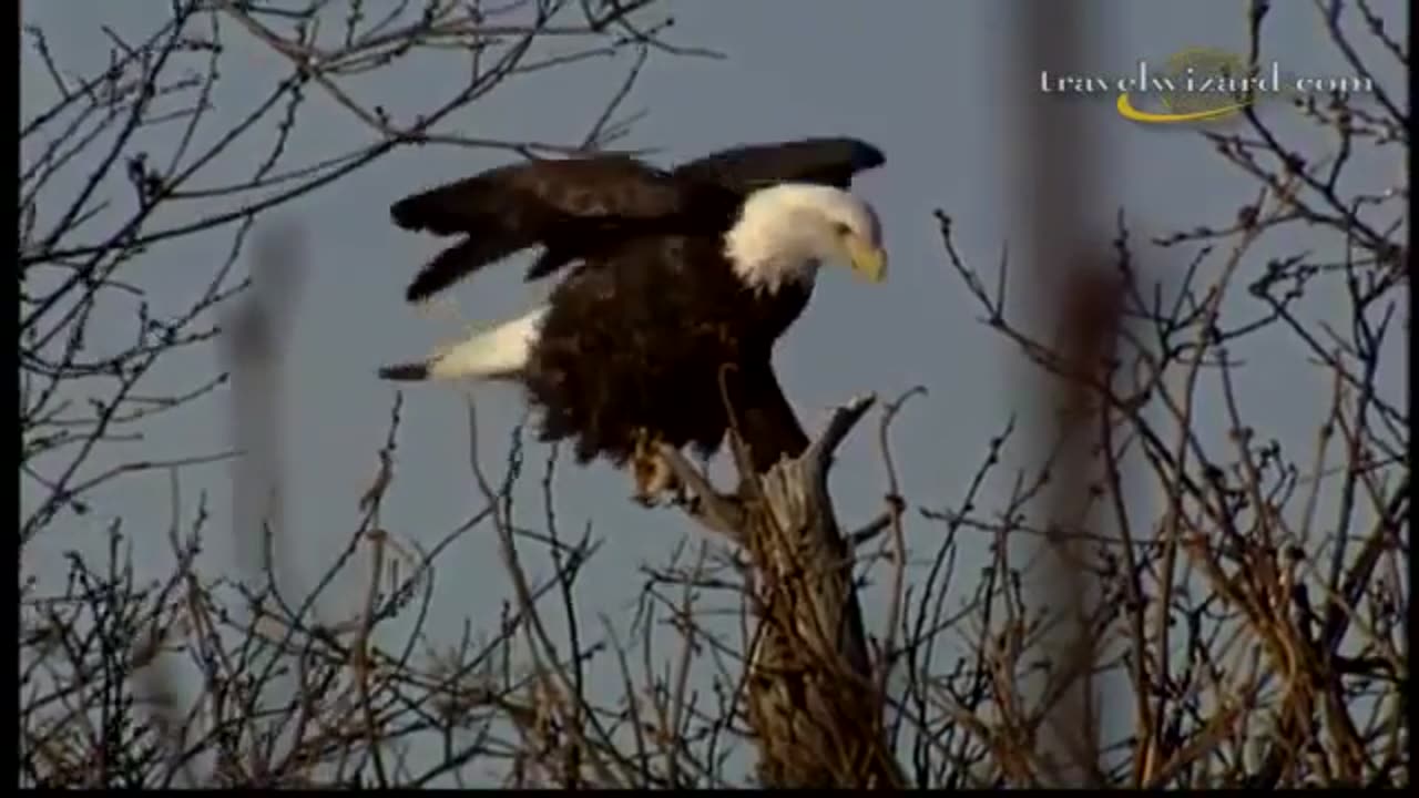 Alaska Wildlife | National Geographic Documentary | Alaska Wildlife | BBC Wildlife Animals