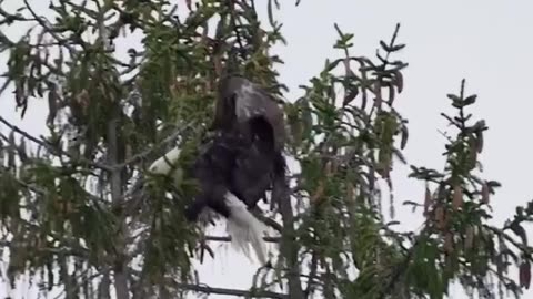 The animal named Eagle