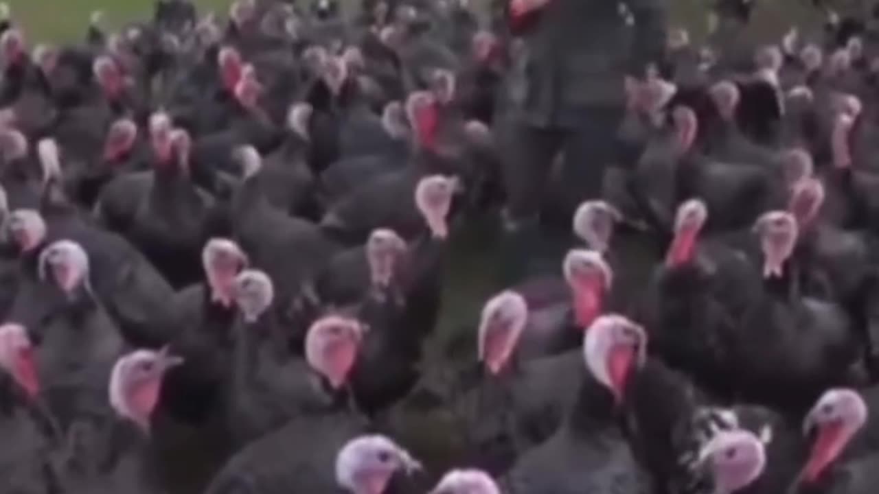 Turkey funny compilation