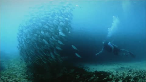 The Shoal