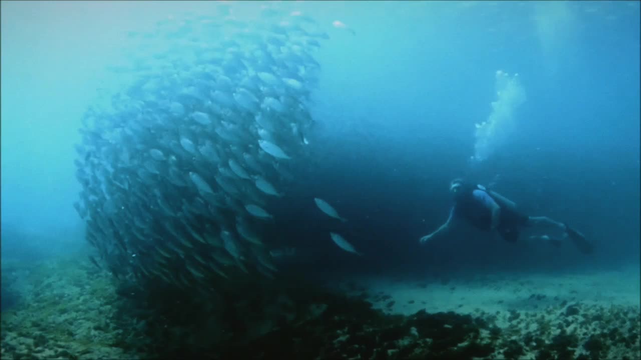 The Shoal