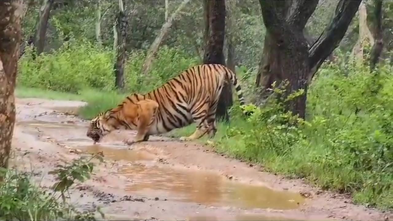 look lion How to drink water. Valmiki Nagar tiger reserve