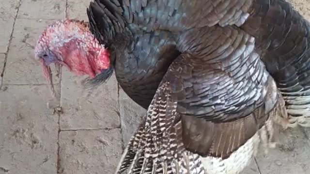 Tom (Turkey)
