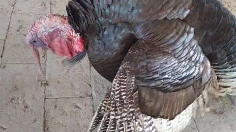Tom (Turkey)