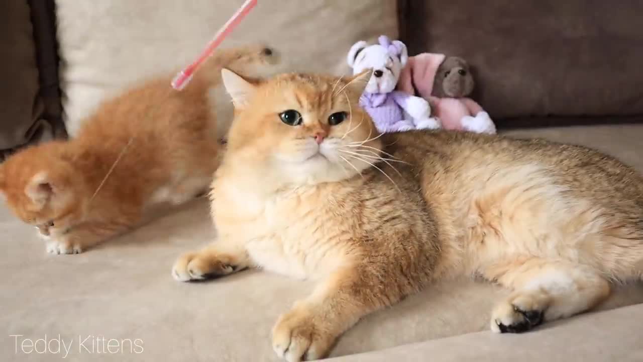 William the cat MEETS his kitten named Artist