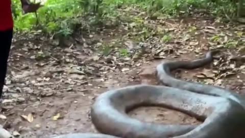 Massive Anaconda