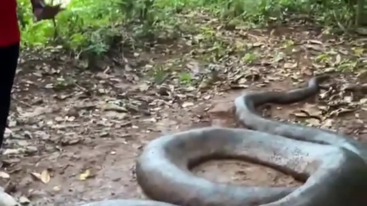 Massive Anaconda