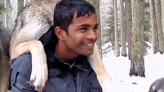 The Wolf