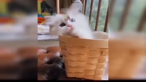 Cat Play and Fun With Owner and Other People. Can Funniest Video/Cat Comedy Video