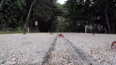 15 Strange Animal Phenomena That Happened On Earth