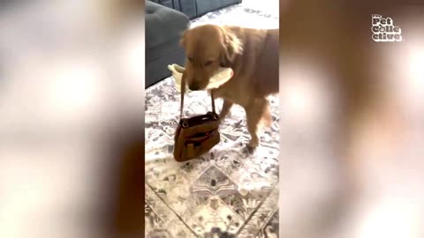 Funny Dogs And Cats Videos 2024 😅 - Best Funniest Animal Videos Of The week #43