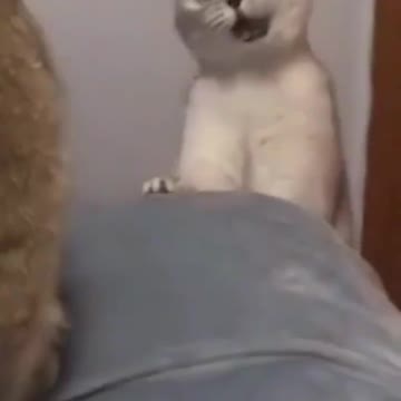 When a cat encounters a warm stick