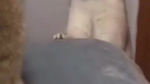 When a cat encounters a warm stick
