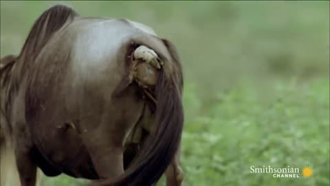 Baby Wildebeest Treats Lioness Like Mom