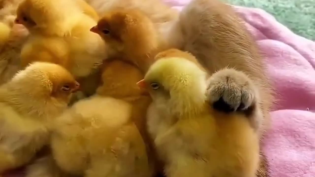 Cute baby animals Videos Compilation cute moment of the animals - Cutest Animals On Earth